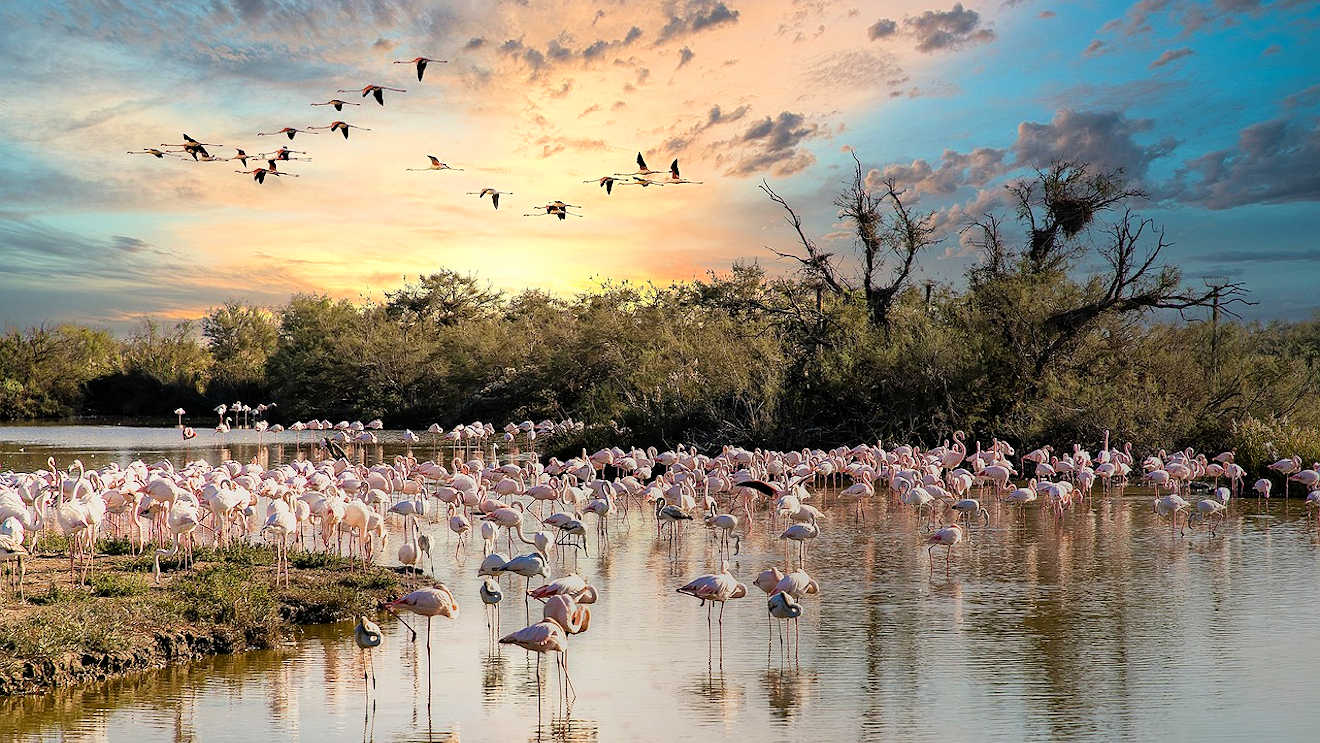 Camargue flamand rose